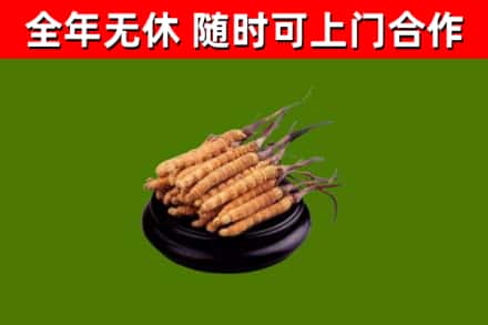 雨山区烟酒回收冬虫夏草.jpg