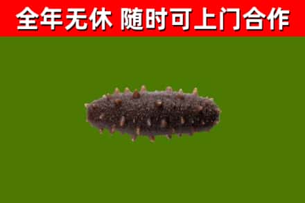雨山区回收海参干